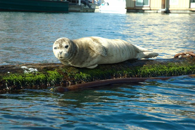 Victoria Harbour Kayak Tour - Additional Information