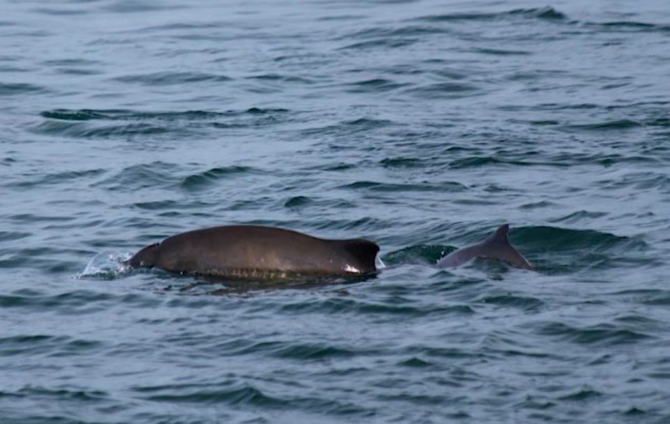 Victoria: Marine Wildlife & Whale Watch Tour - Wildlife Encounters