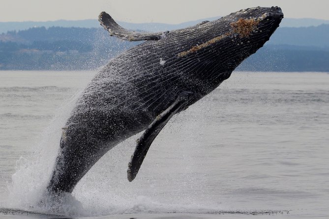 Victoria Shore Excursion: Whale-Watching Cruise With Expert Naturalist Guides - Educational Experience