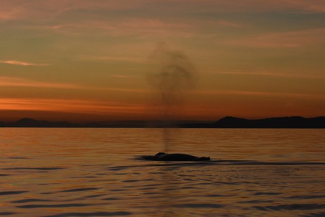 Victoria Sunset Whale-Watching Catamaran Sailing Tour - Inclusions
