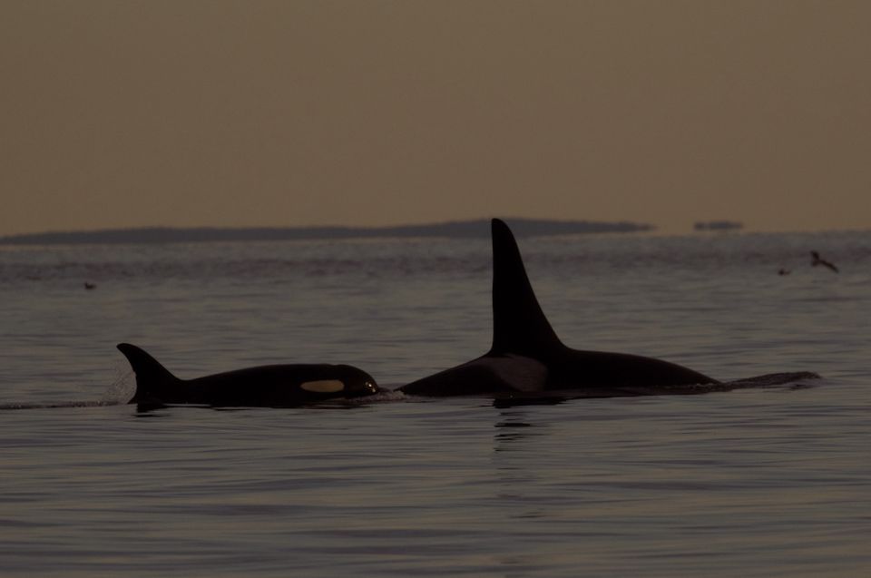 Victoria: Sunset Whale Watching Tour - Starting Location and Return Point