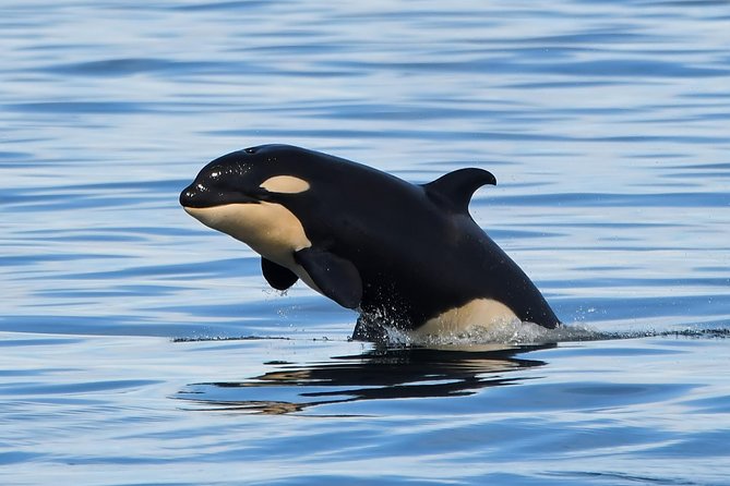 Victoria Whale and Wildlife Cruise - Staff and Tour Guides