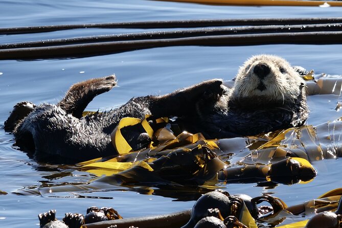 Victoria Whale Watching Tour by Zodiac - Traveler Reviews and Recommendations