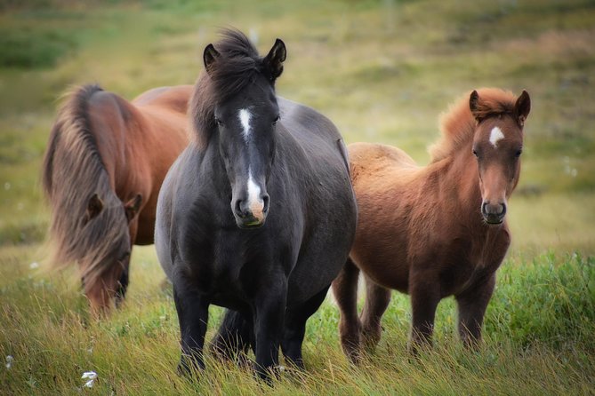 Viking Horse Riding and Golden Circle Tour From Reykjavik - Inclusions and Amenities