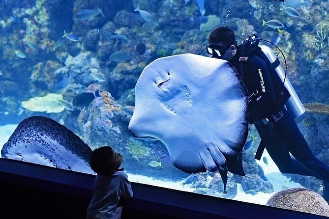 VIP Experience Dubai Aquarium & Underwater Zoo-As per Selection - Experience Highlights