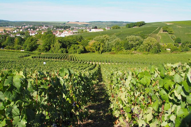 Visit of the Vineyard & Tasting of 5 Champagnes Japanese Assistant & Transport - Accessibility Information