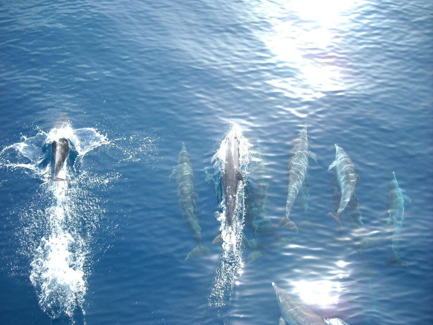 Vrsar: Dolphin Watching Boat Tour Including Drinks - Vrsar Boat Tour