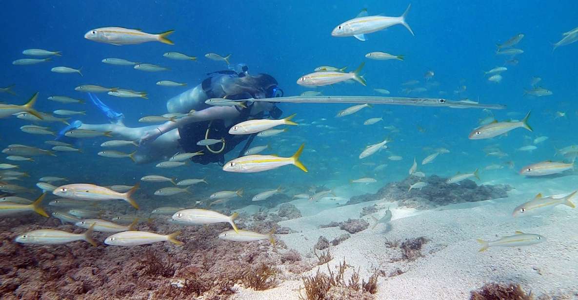 Waikiki: Honolulu Beginner Scuba Diving With Videos - Tour Features