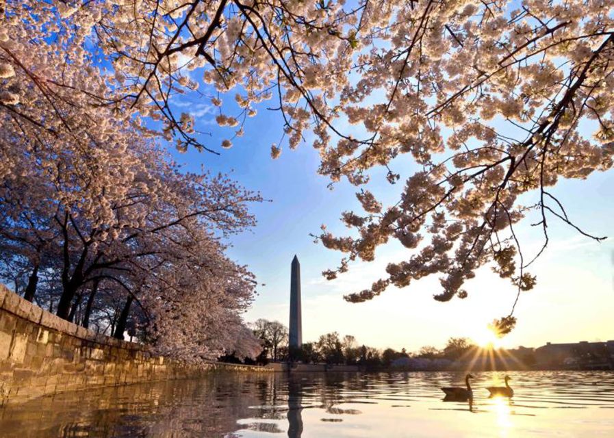 Washington: Cherry Blossom Tour - Experience Highlights