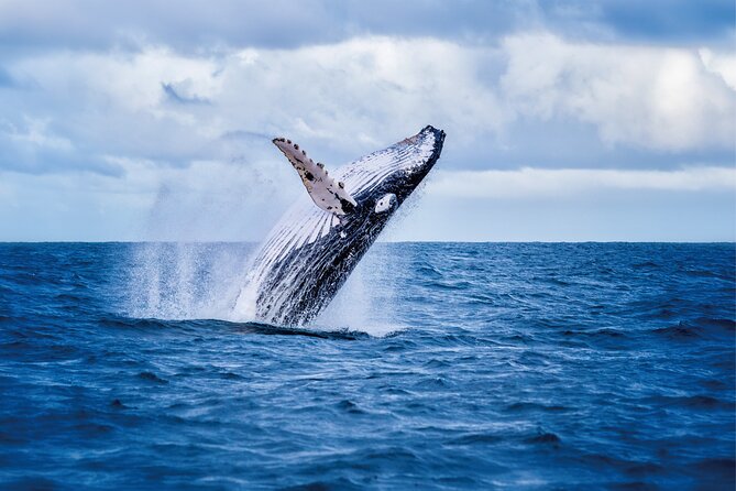 West Oahu Whale Watching & Sunset Cruise - Shuttle Service Details