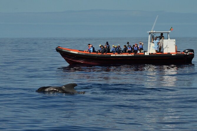 Whale and Dolphin Watching in Pico Island - Half Day - Tour Specifics