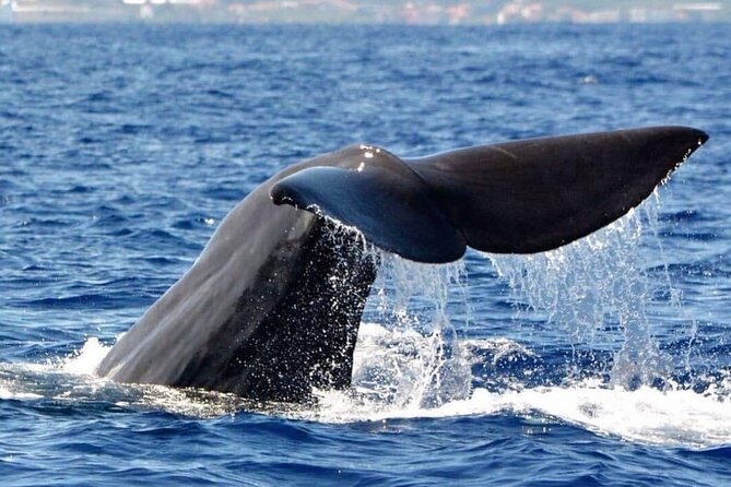 Whale and Dolphin Watching Tour From Funchal - Up-Close Wildlife Sightings and Snorkeling