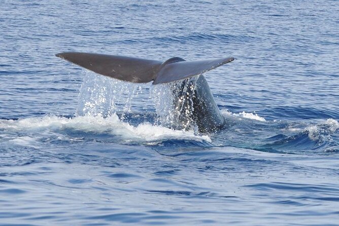 Whale and Dolphin Watching Tour on Pico Island - Tour Itinerary and Duration