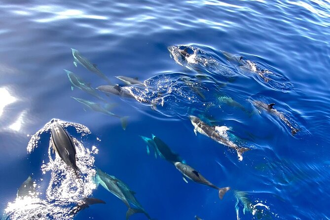 Whale & Dolphin Watching in Madeira - Top Spots for Sightings