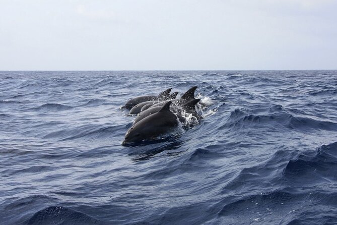 Whale & Dolphin Watching in Tenerife (Puerto Colon) On a Large Catamaran - Logistics