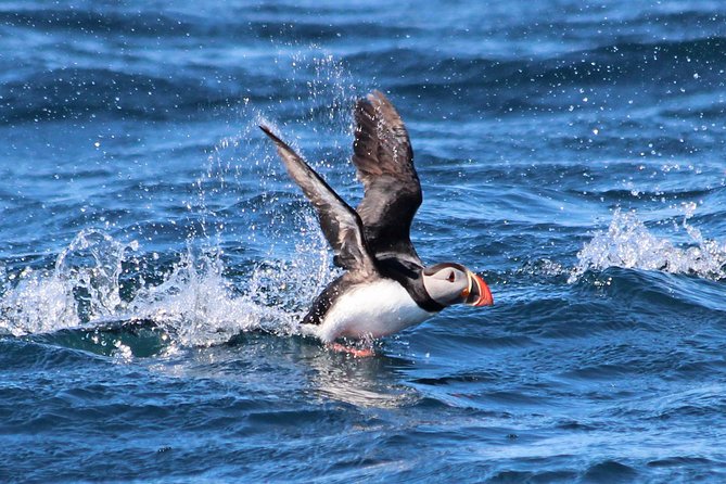 Whale Safari and Puffins RIB Boat Tour From Húsavík - Meeting Point and Address