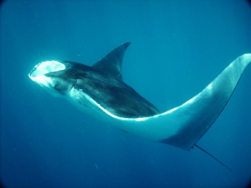 Whale Shark Safari Snorkeling Tour - Experience Highlights