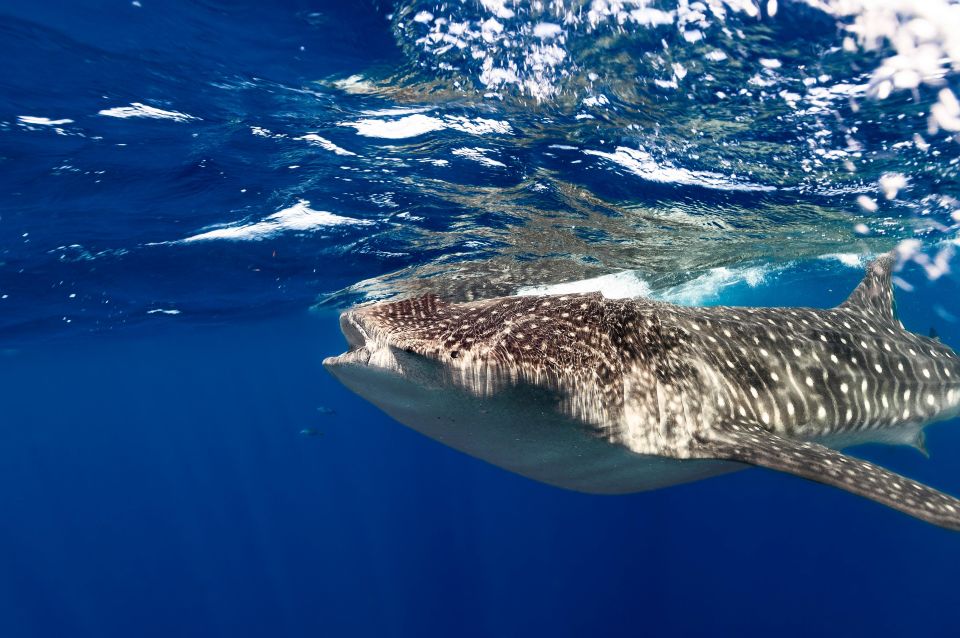 Whale Shark Snorkeling Tour - Tour Duration and Meeting Point