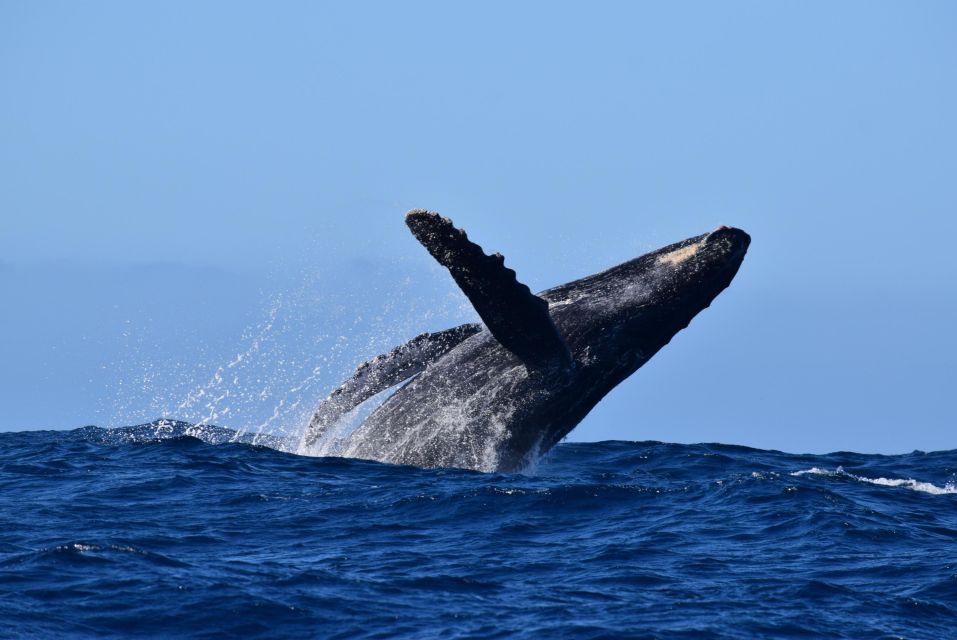 Whale Watch Cabo: Group Whale Watching Tour - FREE Photos - Experience Highlights