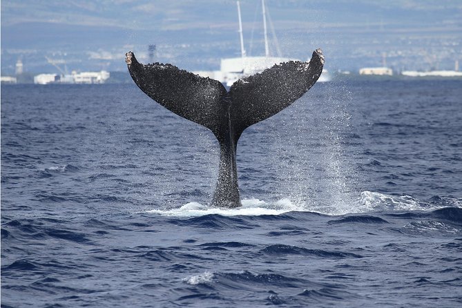 Whale Watch Cruise Aboard the Majestic by Atlantis Cruises - Customer Experiences