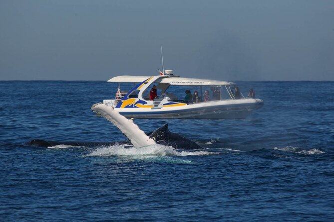 Whale Watching 2 Hour Adventure Cruise - Reviews