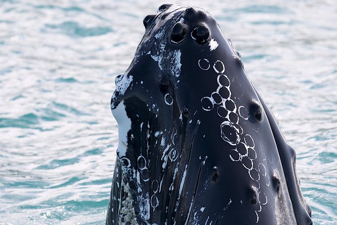 Whale Watching and Sea Angling Tour - Meeting Point Details