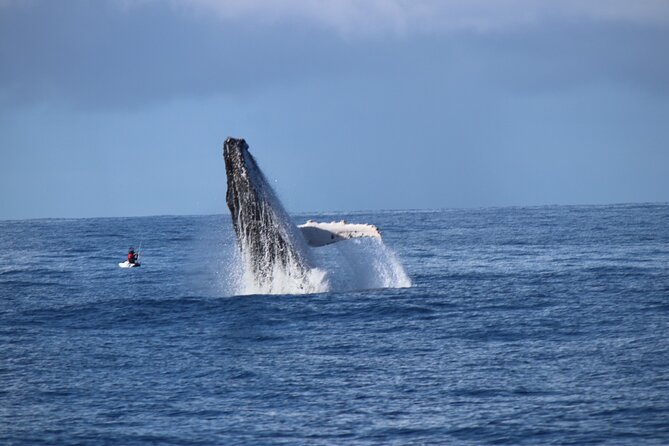 Whale Watching Australia Experience (3hours) - Meeting and Pickup Services