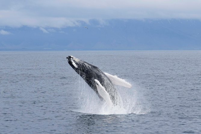 Whale-Watching Boat Tour With Expert Guide From Reykjavik - Inclusions and Amenities