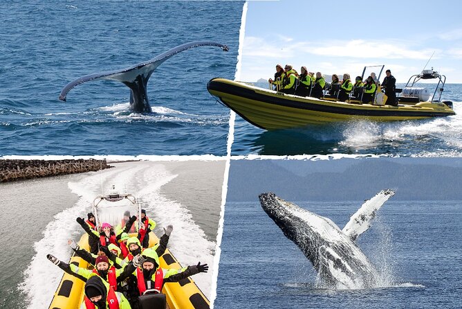 Whale Watching by RIB Speedboat From Downtown Reykjavik - Inclusions
