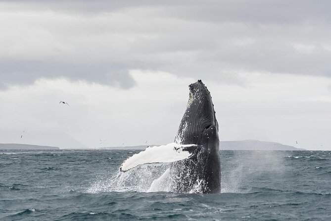 Whale Watching From Downtown Akureyri - Inclusions