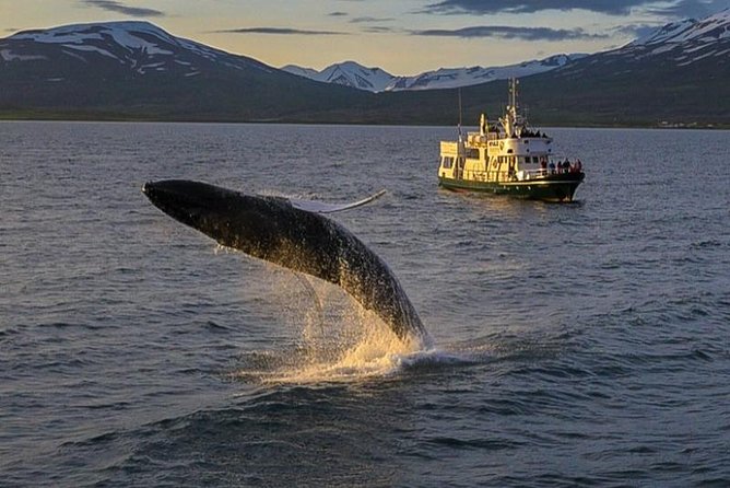 Whale Watching From the Heart of Akureyri - Booking Information