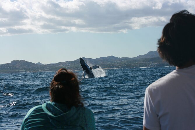 Whale Watching Group Tour in San Jose Del Cabo - Booking Information and Special Offers
