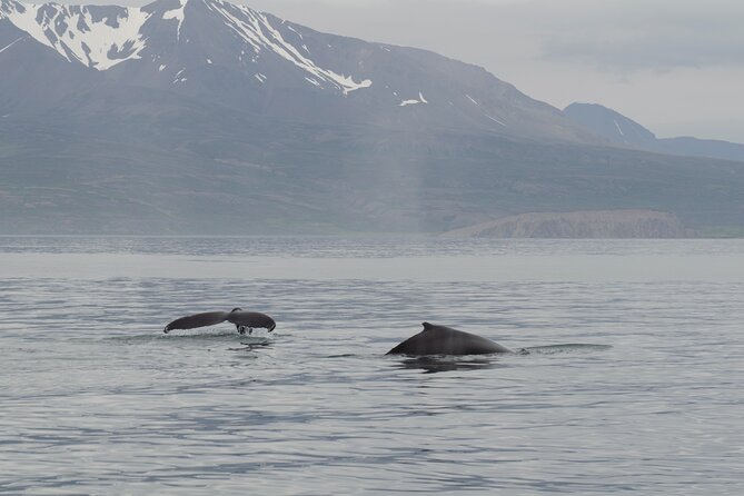 Whale Watching in Húsavík With Friends of Moby Dick - Meeting and Logistics