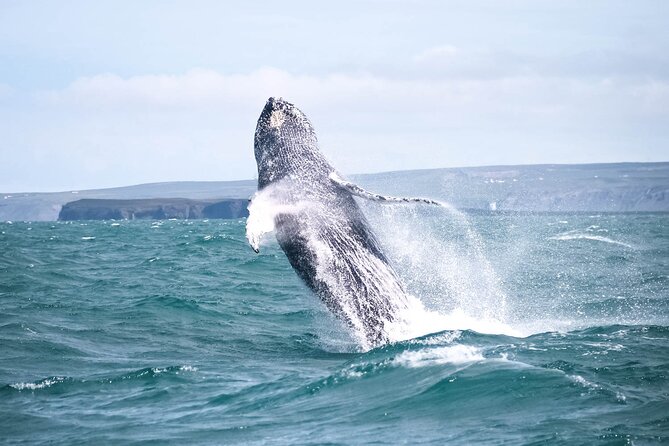 Whale Watching in Husavik - Logistics and Accessibility