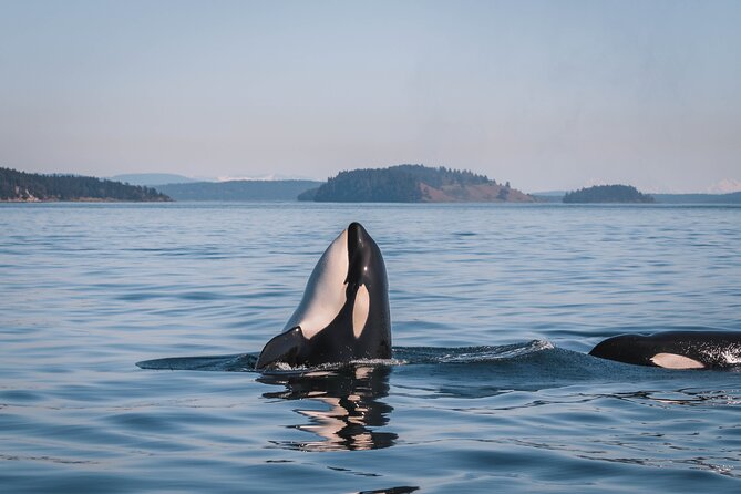 Whale Watching Nanaimo Open Boat Tour - Logistics and Meeting Point