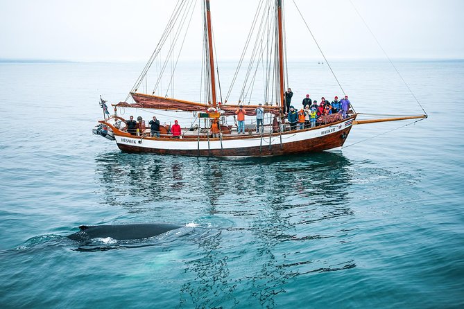Whale Watching on a Traditional Oak Sailing Ship From Husavik - Inclusions and Amenities