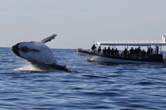 Whale Watching on Speed Boat With Canopy From Sydney Harbour - Cancellation Policy
