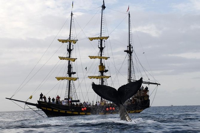 Whale-Watching Pirate Ship Cruise in Los Cabos - Inclusions on the Cruise