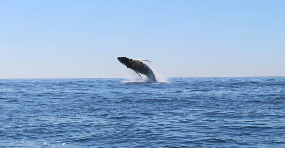 WHALE WATCHING TOUR CABO SAN LUCAS - Experience and Season