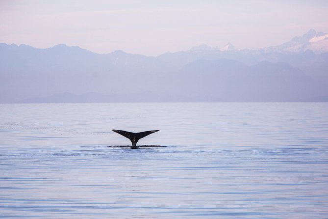 Whale-Watching Tour From Vancouver - Tour Inclusions