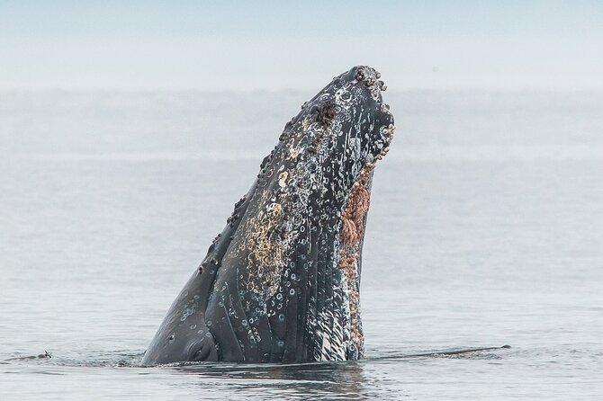 Whale Watching Tour in a Zodiac Boat in Victoria - Logistics and Requirements