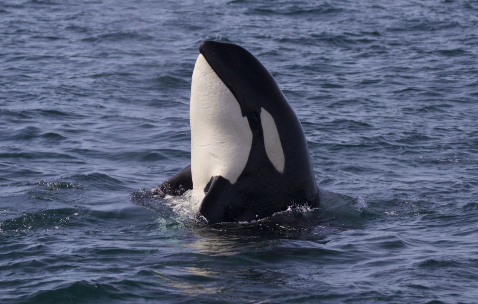 Whale Watching Tour in Victoria, BC - Experience Highlights