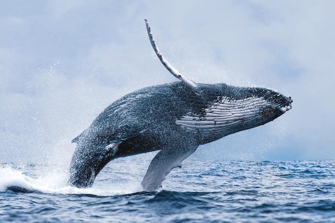 Whale Watching Tour With Professional Guide From Reykjavik - Experience Details
