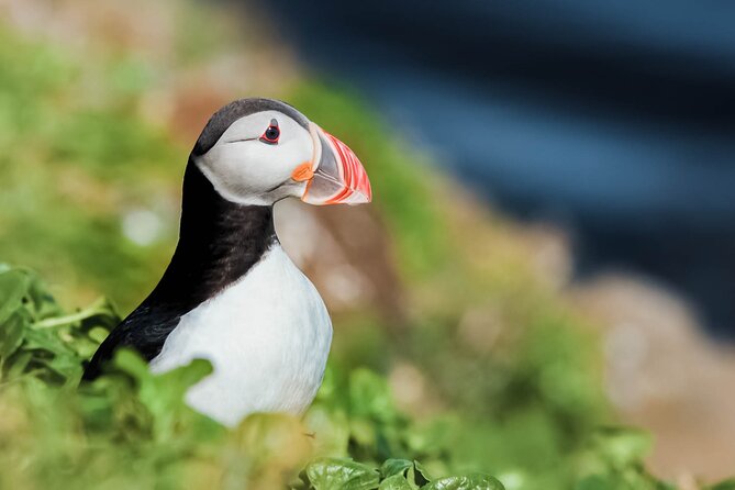 Whales and Puffins Tour From Husavik - Meeting and Pickup Details