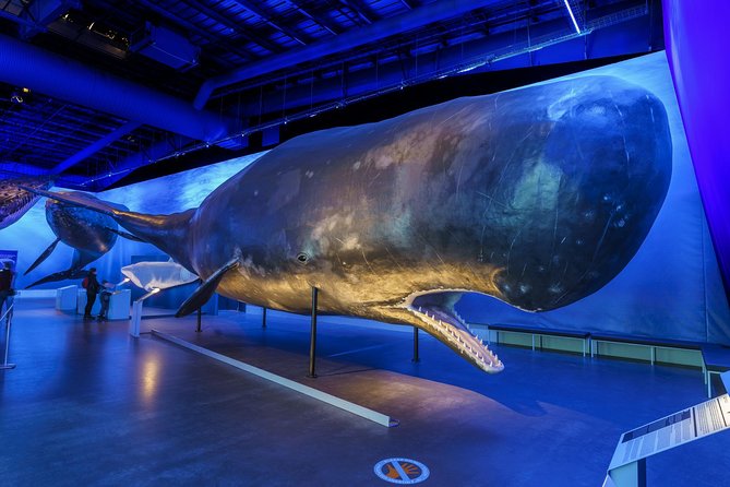 Whales Of Iceland Admission Ticket - Admission Process and Requirements