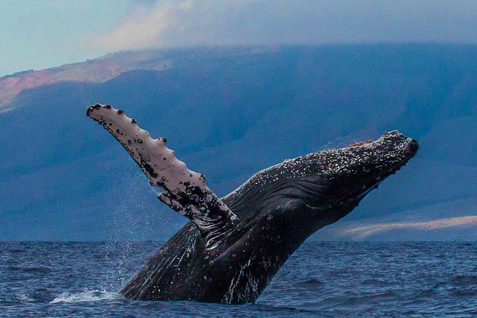 Whalewatch Sail Deluxe Tour From Maaleae - Experience Highlights