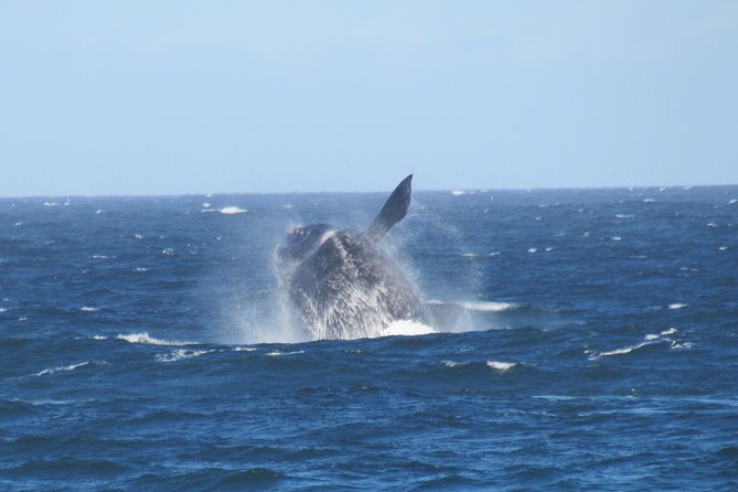 Whaling Search - Whale Watching by Land - Meeting and Pickup Details