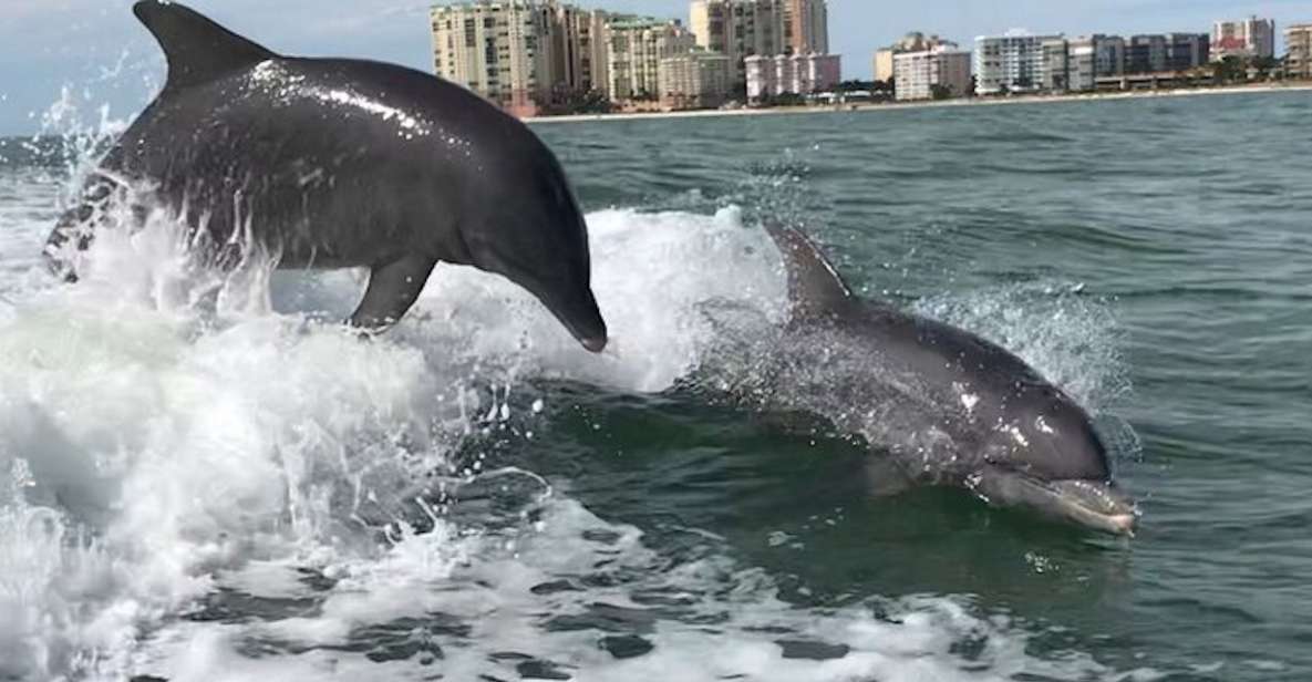 Wild Dolphin Boat Tour - Experience Highlights