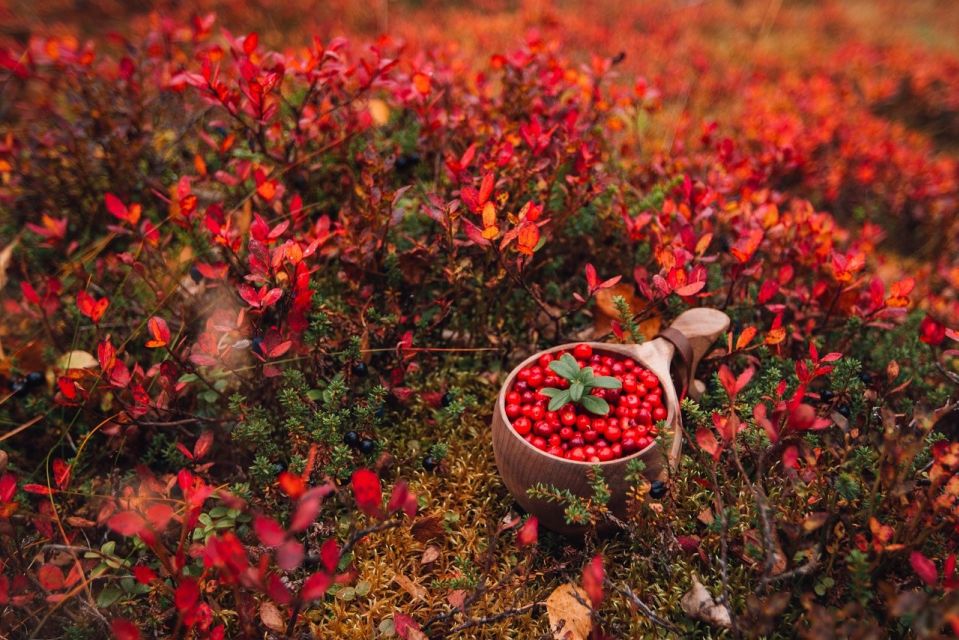 Wild Food & Foraging Hike With Open Fire Lunch in Ivalo - Experience Highlights