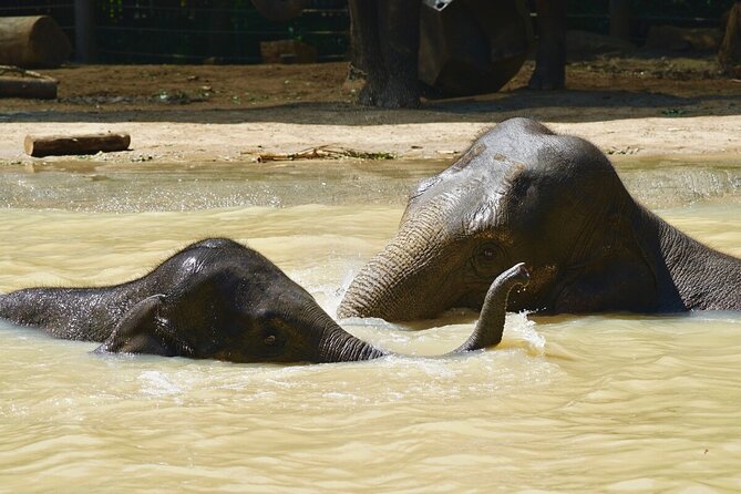 Wild Tales - Elephants at Melbourne Zoo - Elephant Encounters: Up Close